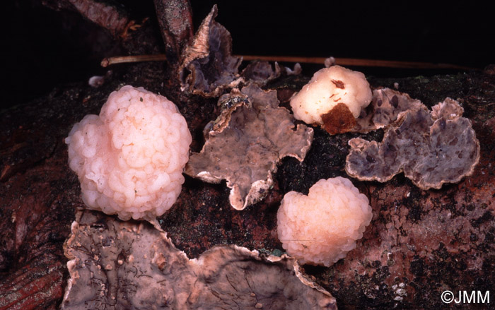 Tremella encephala sur Stereum sanguinolentum