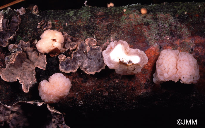 Tremella encephala sur Stereum sanguinolentum