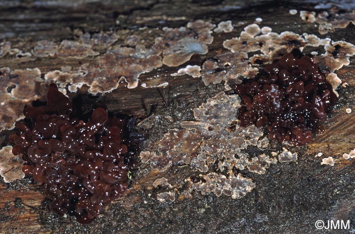 Tremella fimbriata = Phaeotremella fimbriata