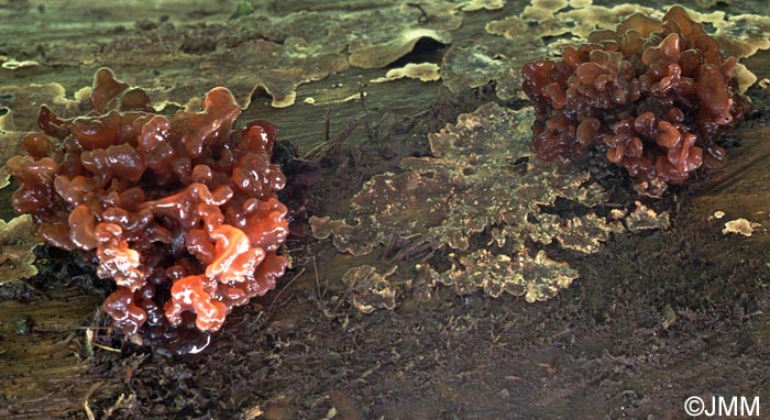 Tremella fimbriata = Phaeotremella fimbriata