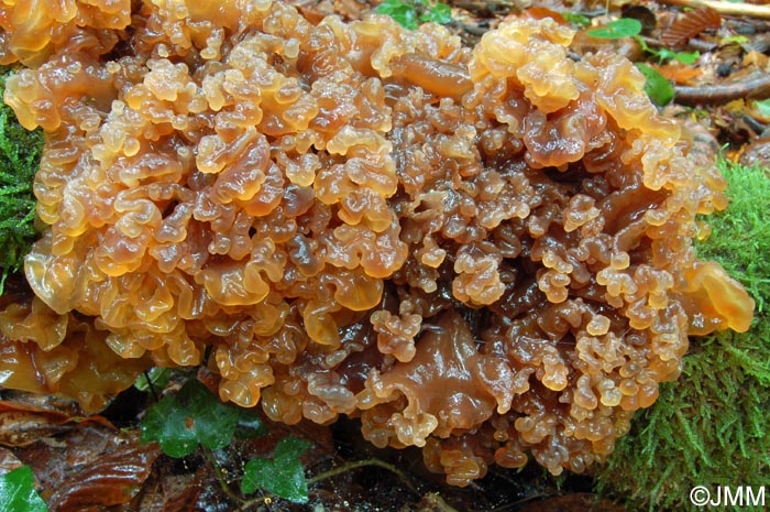 Tremella foliacea = Phaeotremella foliacea