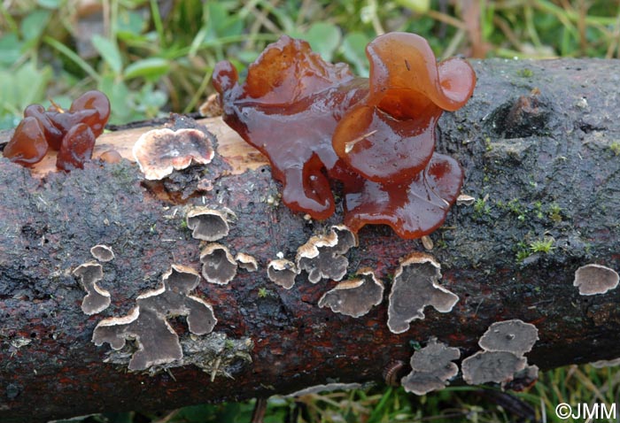 Tremella foliacea = Phaeotremella foliacea