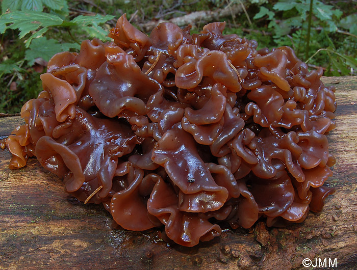 Tremella foliacea