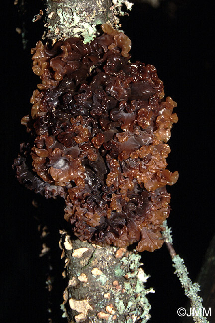 Tremella frondosa = Phaeotremella frondosa