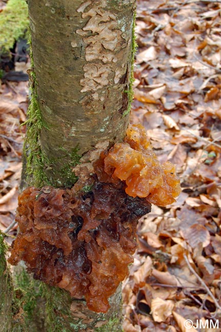 Tremella frondosa = Phaeotremella frondosa