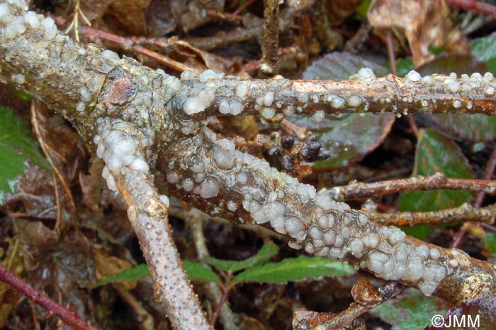 Tremella globospora