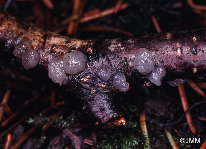 Tremella globospora