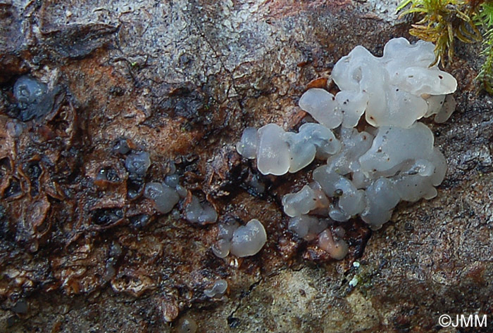 Tremella globospora