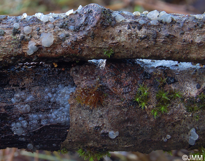 Tremella globospora