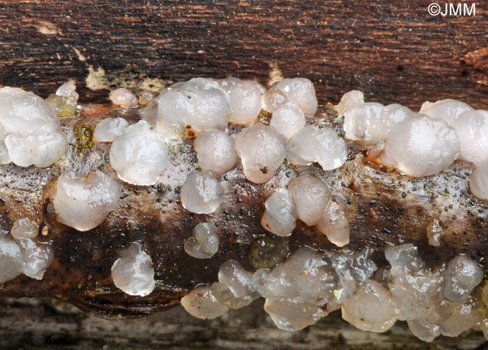 Tremella globospora