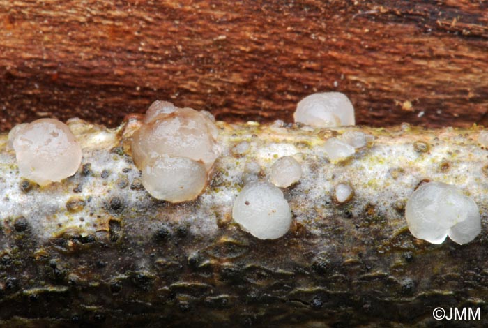 Tremella globospora