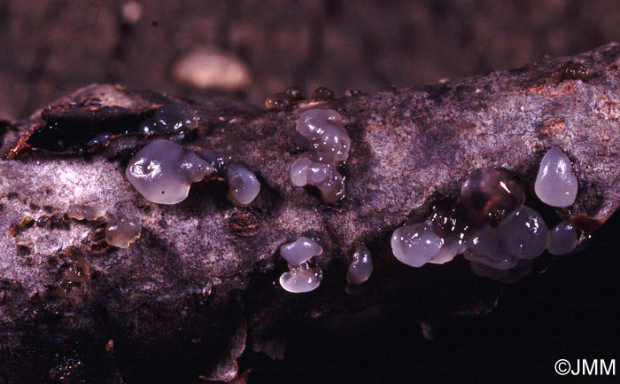 Tremella globospora