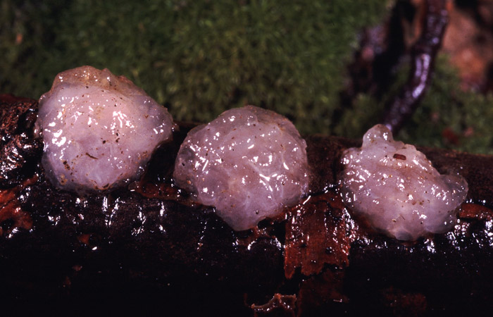 Tremella indecorata