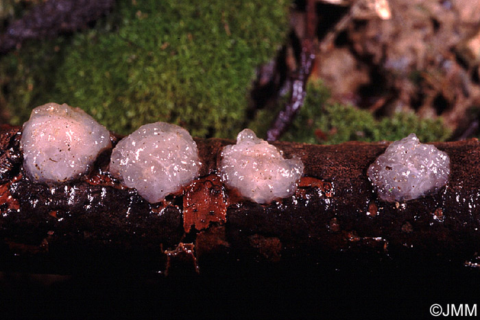 Tremella indecorata