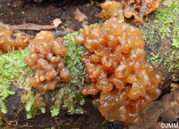 Tremella laurisilvae