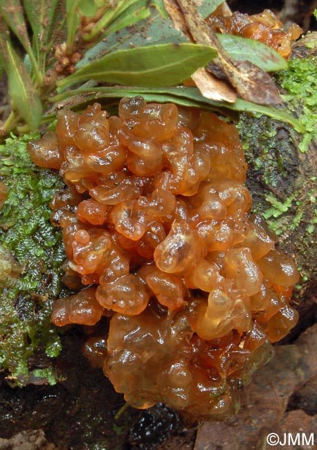 Tremella laurisilvae