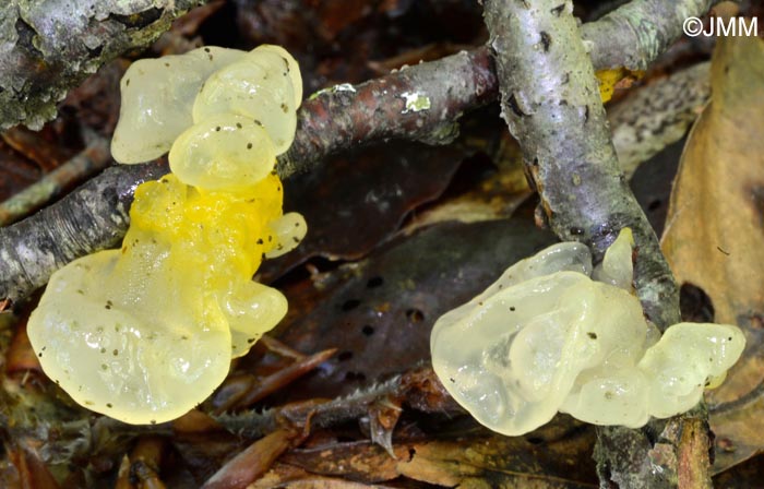 Tremella mesenterica