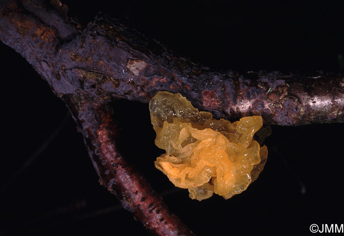 Tremella mesenterica sur Peniophora cinerea