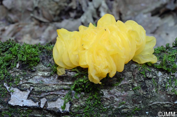 Tremella mesenterica