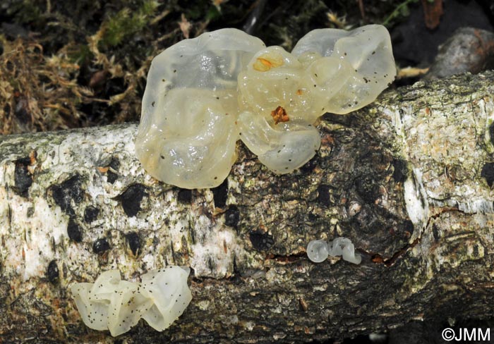 Tremella mesenterica