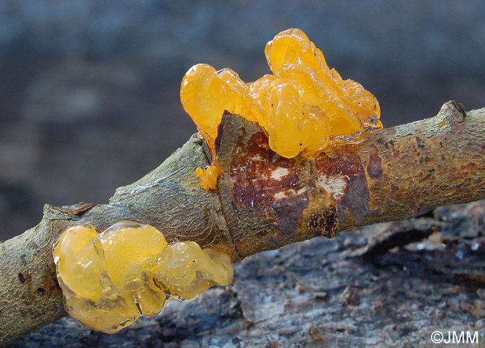 Tremella mesenterica sur Peniophora limitata