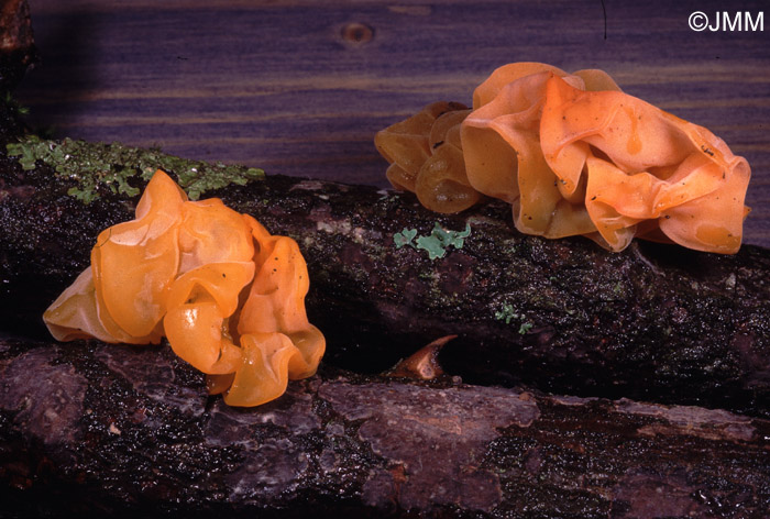 Tremella mesenterica sur Peniophora sp.