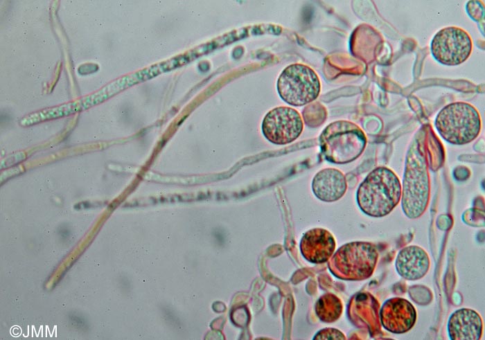 Tremella simplex : hypobaside  deux strigmates