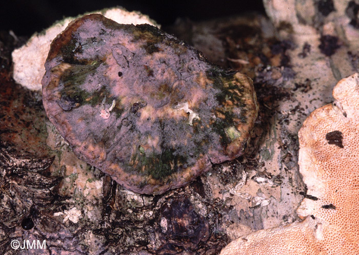 Tulasnella violea sur Trametes versicolor