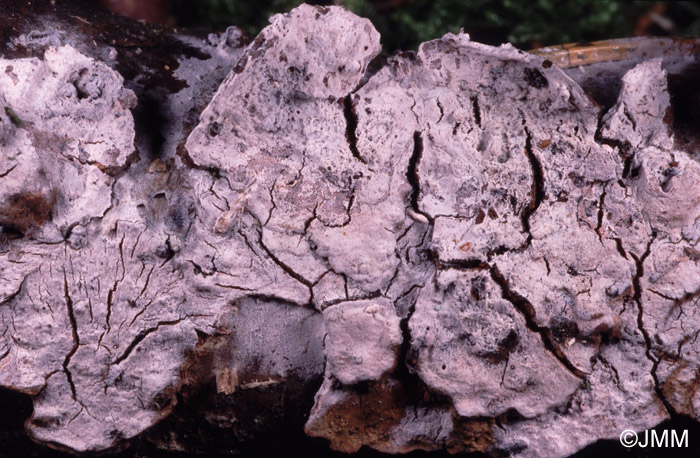 Tulasnella violea sur Stereum sp.