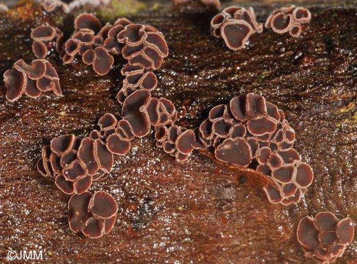 Unguiculariopsis allantospora