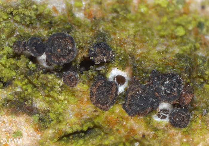 Unguiculariopsis castanea
