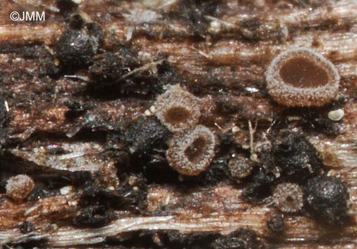 Unguiculariopsis ilicincola