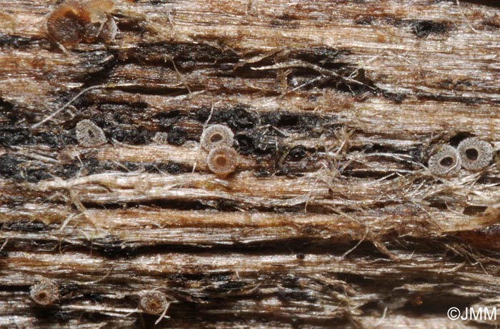 Unguiculariopsis ilicincola