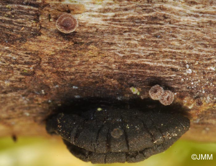 Unguiculariopsis ravenelii subsp. hamata