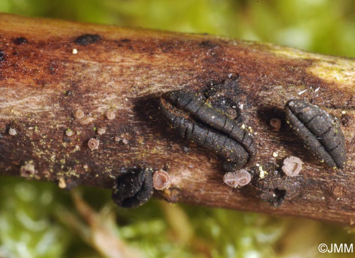 Unguiculariopsis ravenelii subsp. hamata