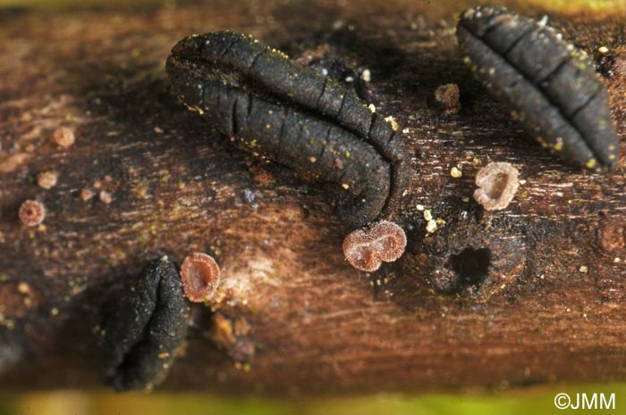 Unguiculariopsis ravenelii subsp. hamata