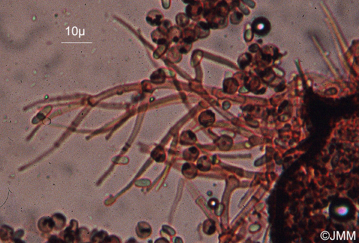 Verticillium rexianum sur Physarum sp.