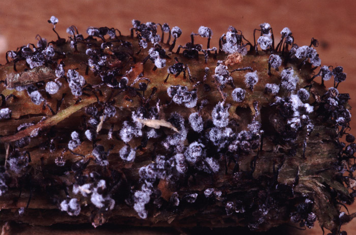 Verticillium rexianum sur Physarum sp.