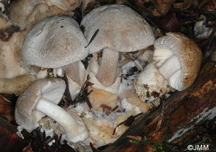 Volvariella surrecta sur Clitocybe nebularis