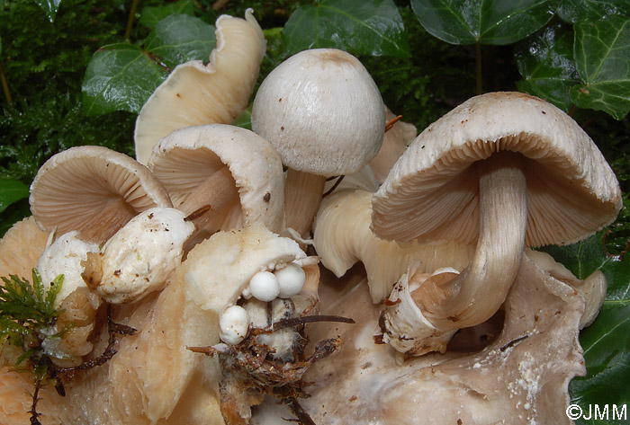 Volvariella surrecta sur Clitocybe nebularis