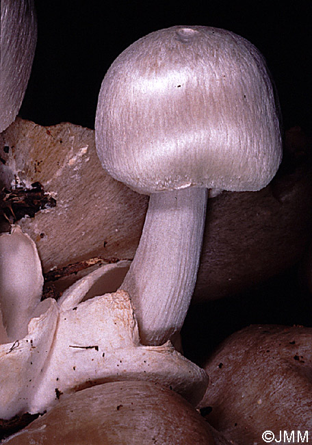 Volvariella surrecta sur Clitocybe nebularis