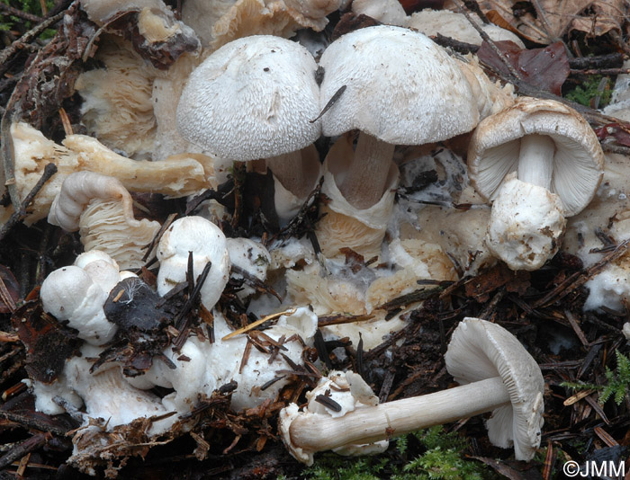 Volvariella surrecta sur Clitocybe nebularis