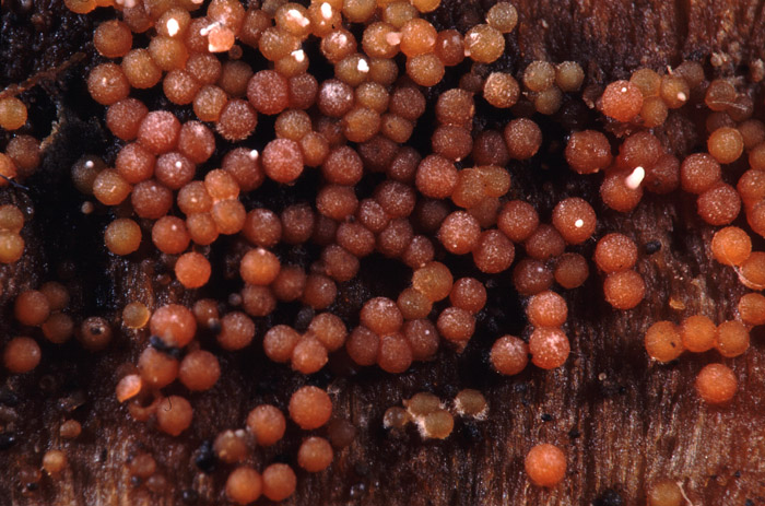 nectria peziza