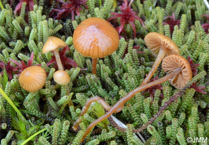 Galerina atkinsoniana