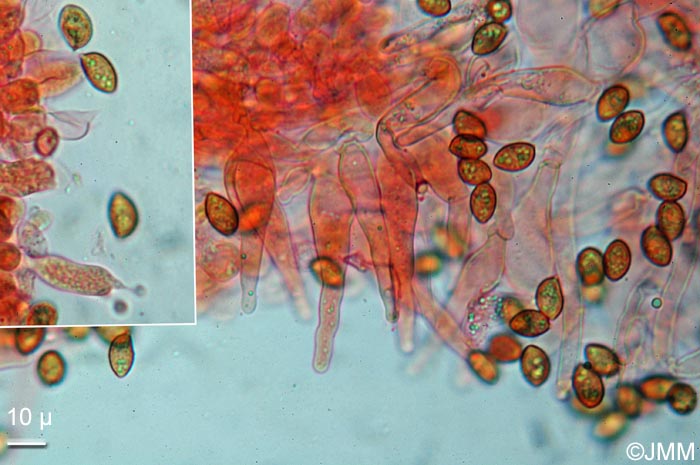 Galerina atkinsoniana : microscopie