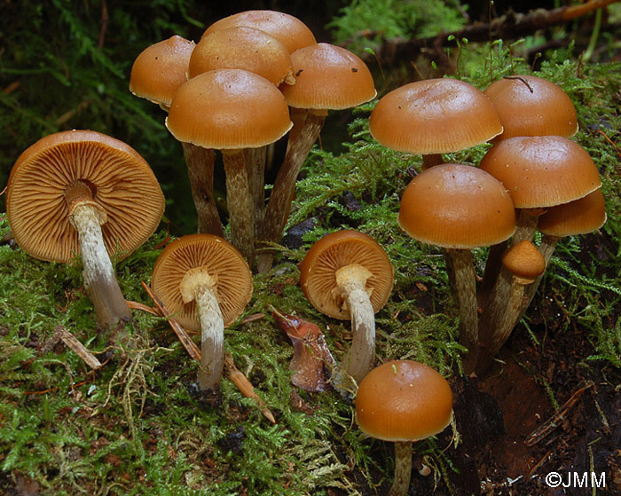 Galerina autumnalis