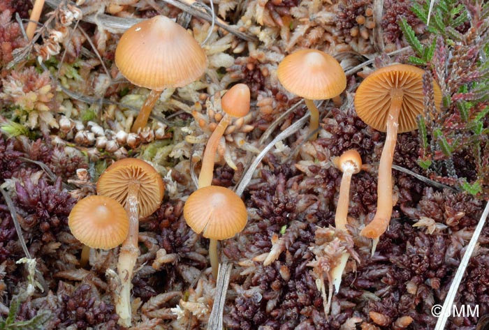 Galerina gibbosa