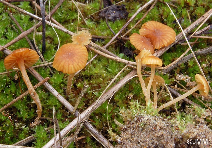 Galerina graminea = Galerina laevis