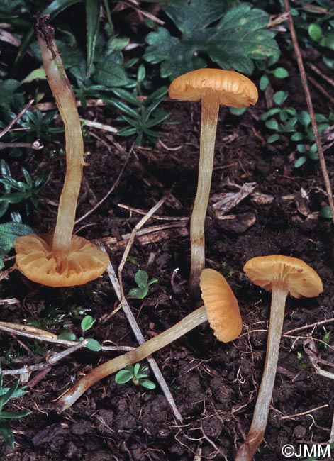 Galerina graminea = Galerina laevis