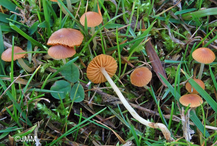 Galerina graminea = Galerina laevis